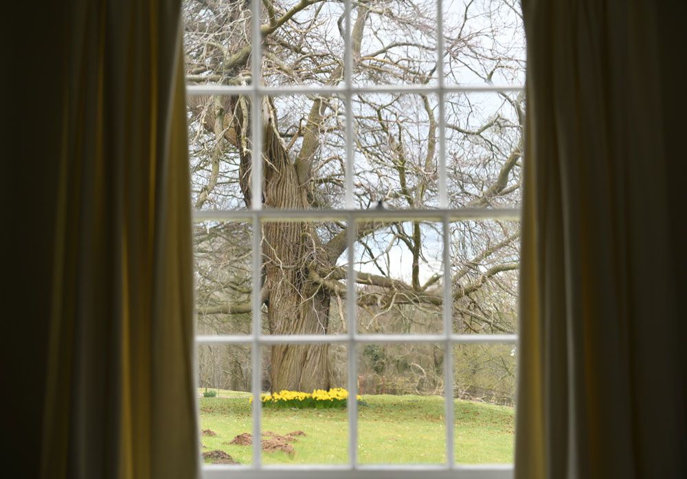Garden view from a window
